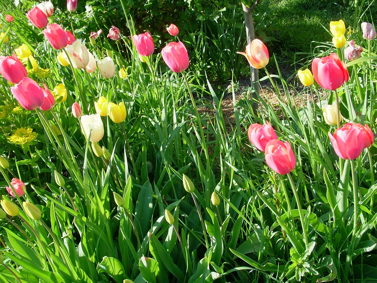 Krása tulipánů
