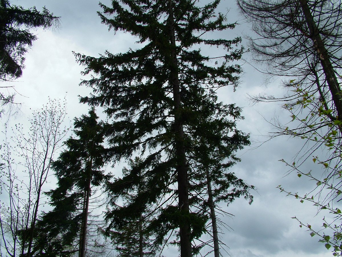 M. Richterová