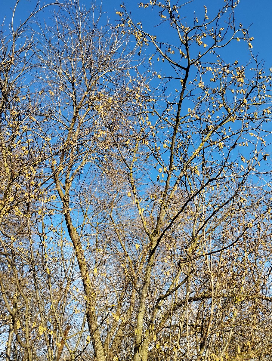 Miloslava Richterová