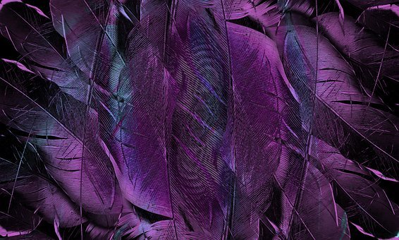 feather-4431599-340.jpg