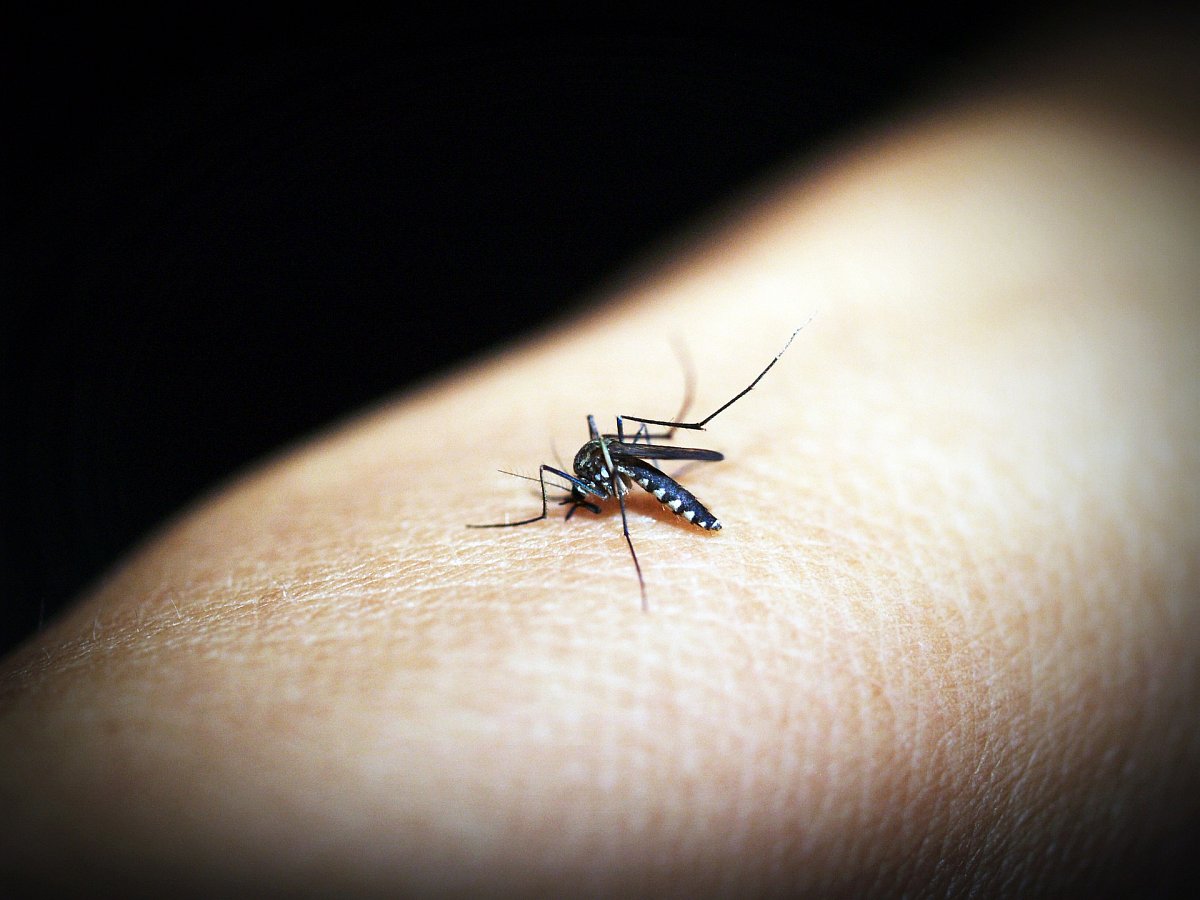 mosquito-1548946-1920.jpg