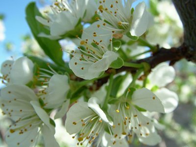 švestka