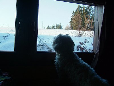 pozorování krmítka