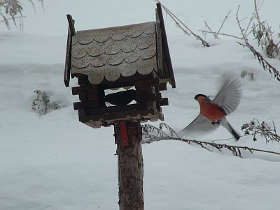pěnkavy střídají sýkorky