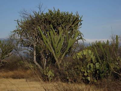 prérie s mohutnými kaktusy