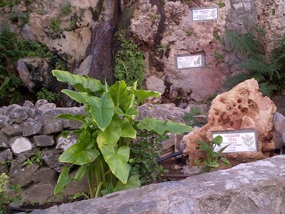 Arboretum v Mijas